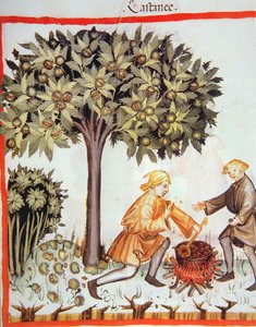 Nova 2644 fol.17r Høst og kogning af kastanjer, fra Tacuinum Sanitatis Codex Vindobonensis af Italian School